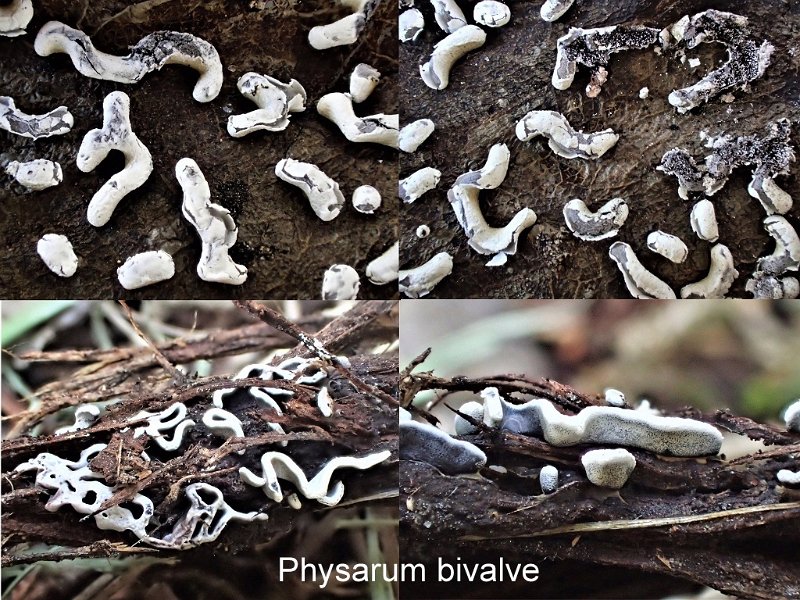 Physarum bivalve-amf1454.jpg - Physarum bivalve ; Syn1: Physarum sinuosum ; Syn2: Angioridium sinuosum ; Non français: Physare bivalve